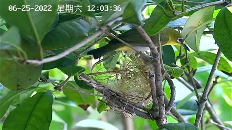 綠繡眼 巢 中國東北氣候